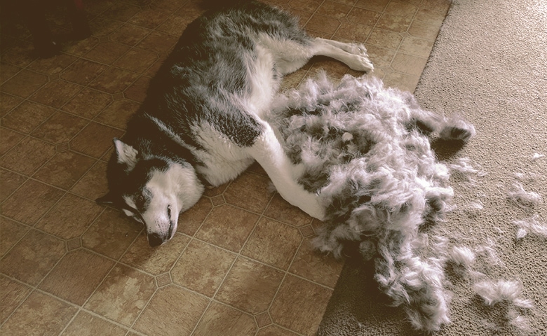 husky laying down after being brushed