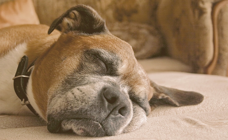 old dog sleeping old dog sleeping