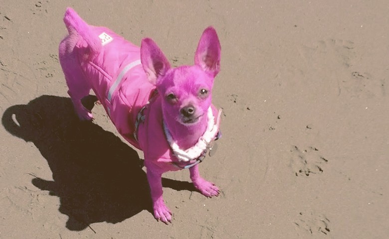 pink dog on the sand