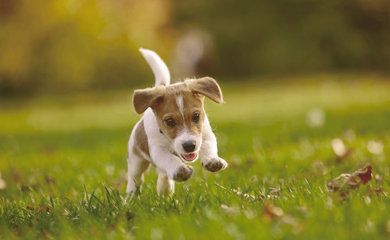 puppy playing on the grass