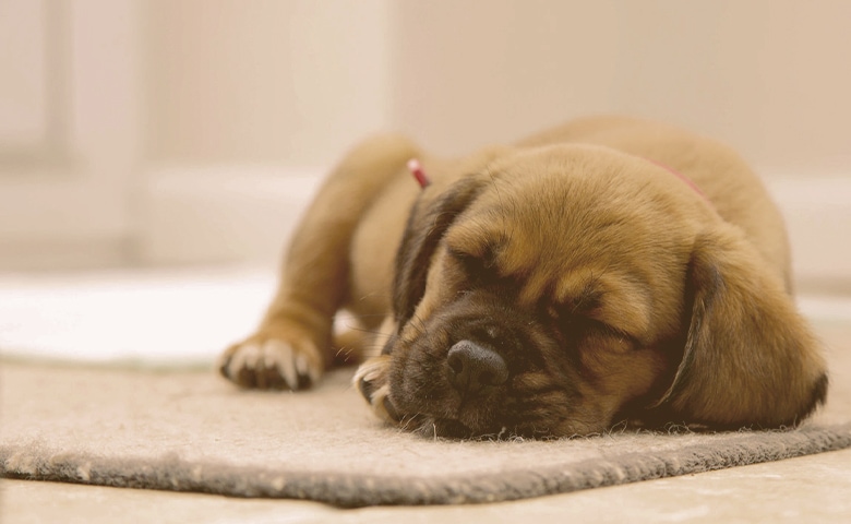 puppy sleeping