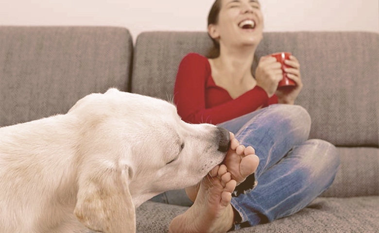 retriever licking womans feet