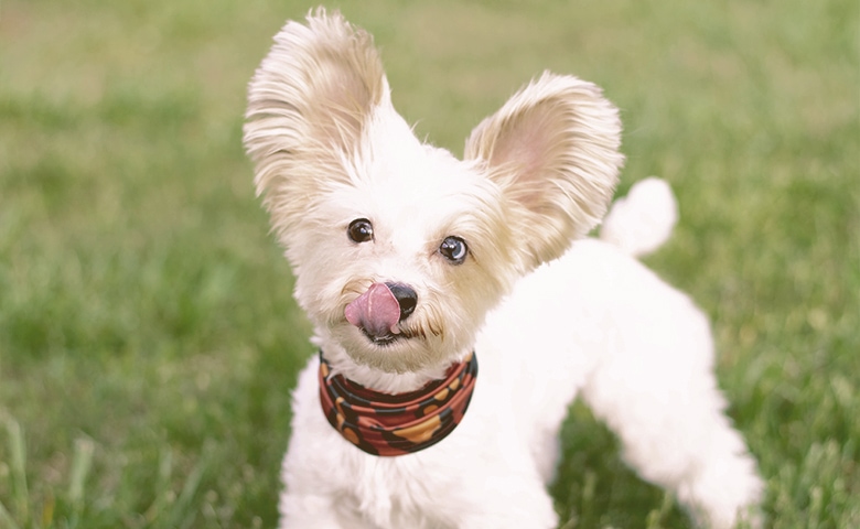 small dog licking mouth small dog licking mouth
