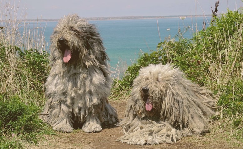 two Komondor dogs looking