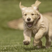 dog running on the grass