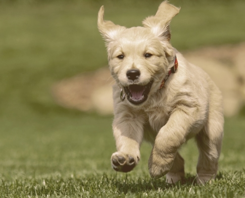 dog running on the grass