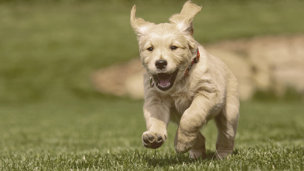 dog running on the grass