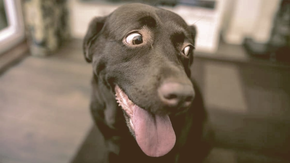 scared and anxious dog