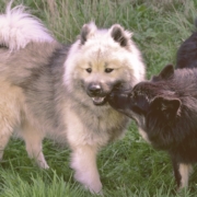 female dog meets a male dog