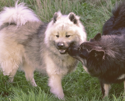 female dog meets a male dog