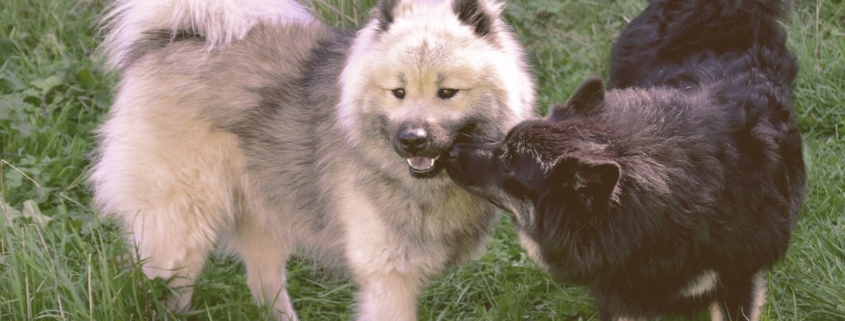 female dog meets a male dog