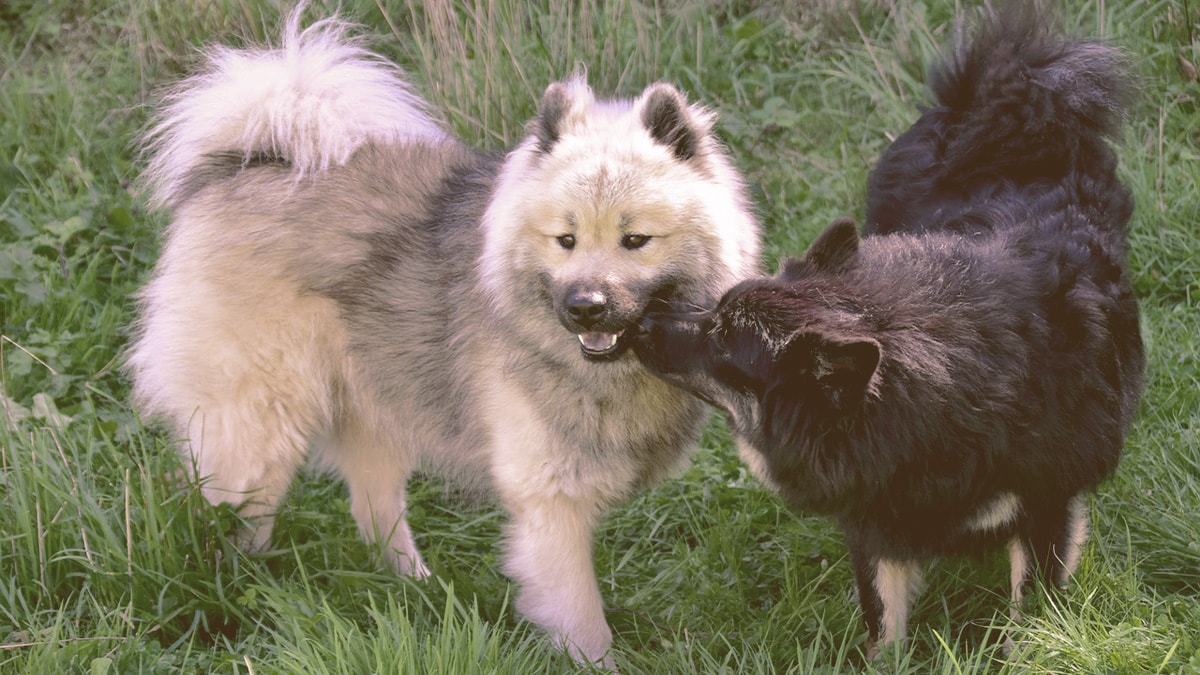 female dog meets a male dog