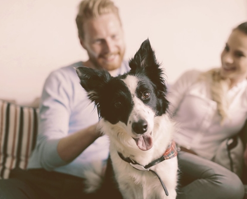 dog being petted by owner