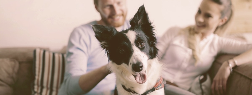 dog being petted by owner