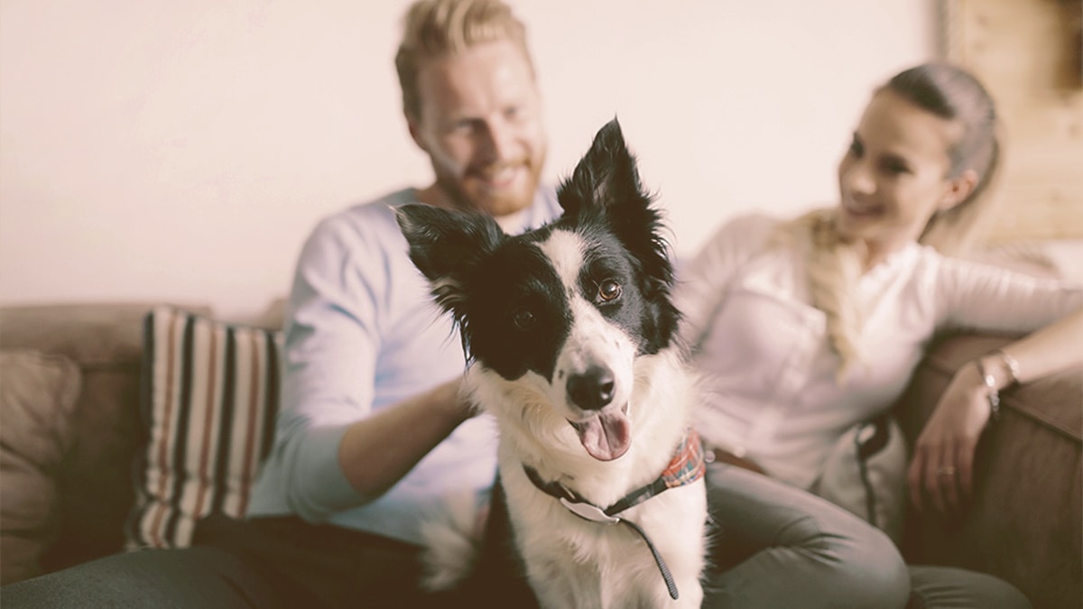 dog being petted by owner