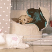 puppy in a crate