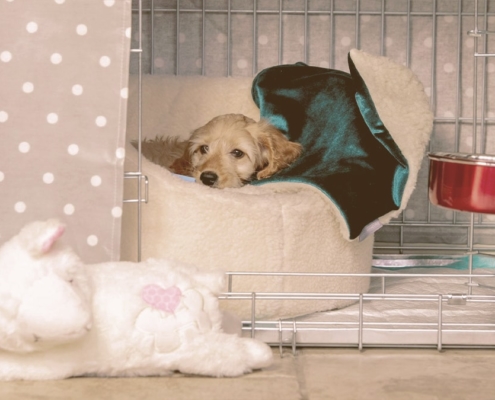 puppy in a crate