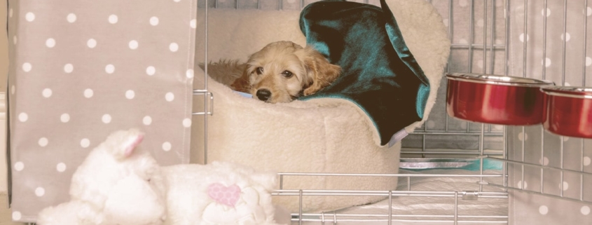 puppy in a crate