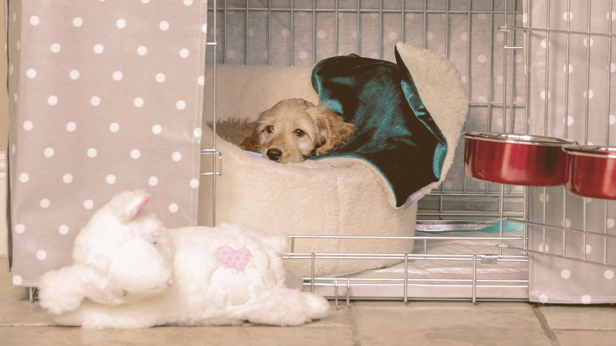 puppy in a crate