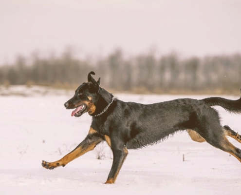 Beauceron dog running on the snow