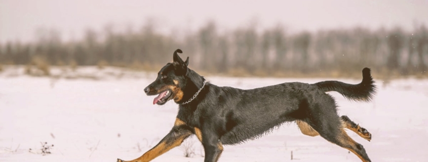 Beauceron dog running on the snow