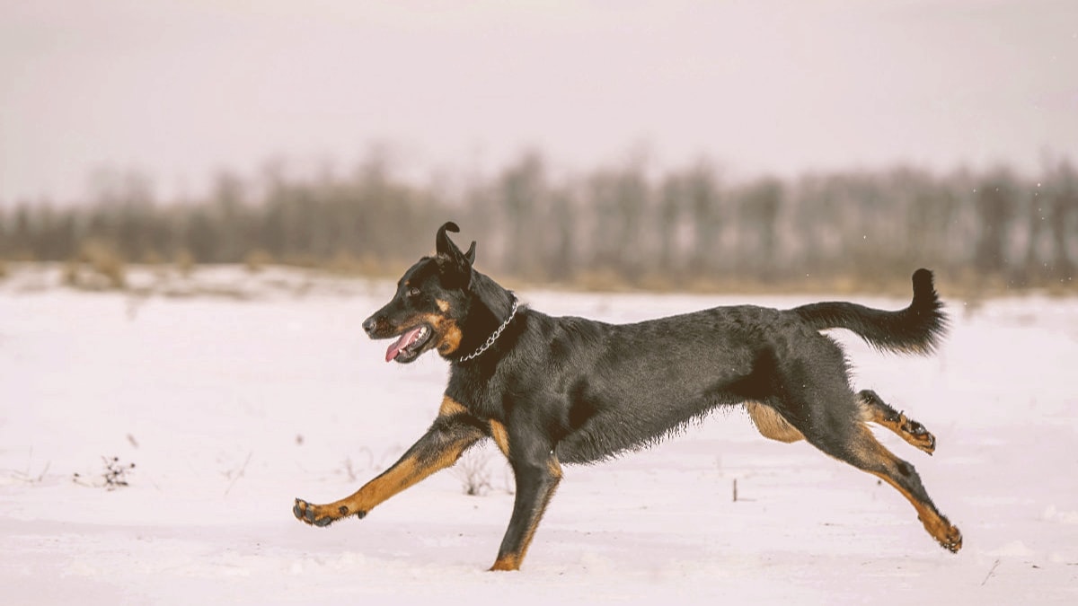Beauceron dog running on the snow