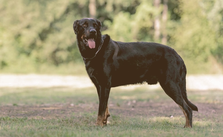 Beauceron dog on the grass looking