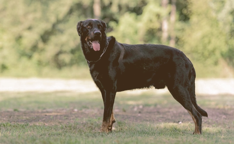 Beauceron dog on the grass looking Beauceron dog on the grass looking