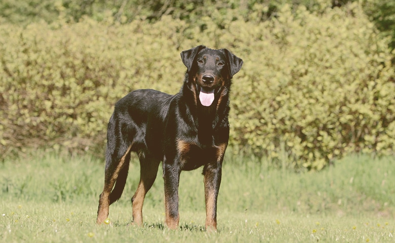 Beauceron dog on the grass looking Beauceron dog on the grass looking