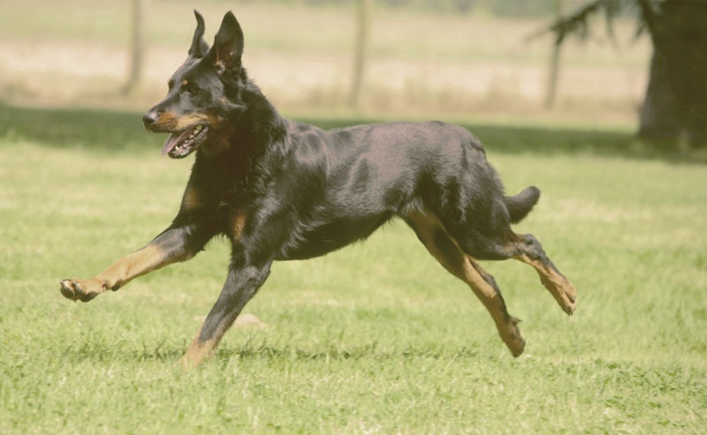 Beauceron dog running on the grass