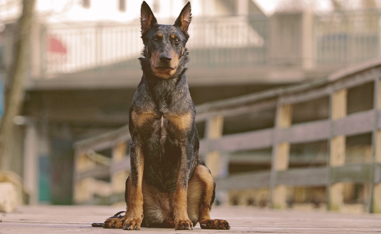 Beauceron dog sitting Beauceron dog sitting