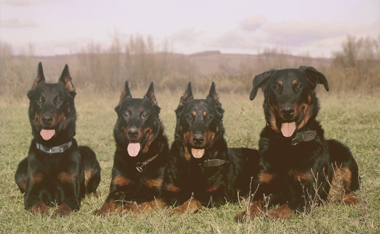 Beauceron dogs laying on the grass