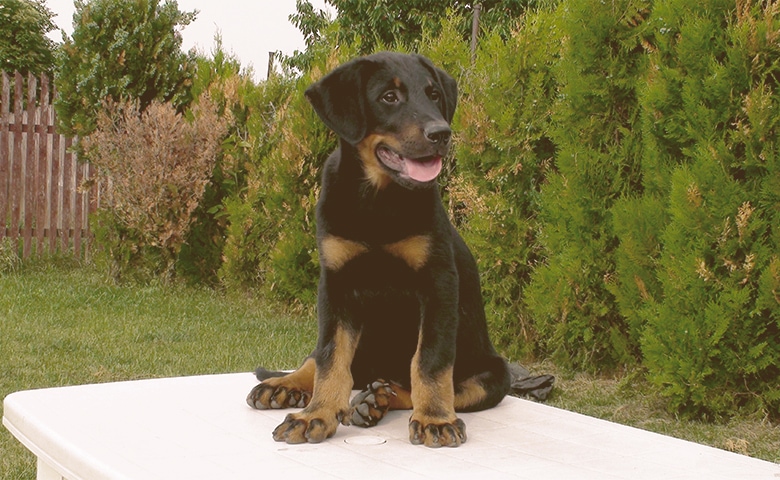 Beauceron puppy sitting Beauceron puppy sitting