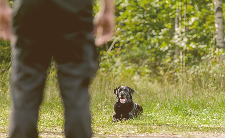 Black Labrador to lay down and wait