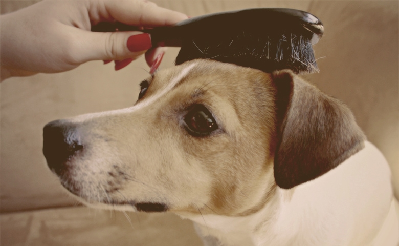 Brushing Dog Brushing Dog