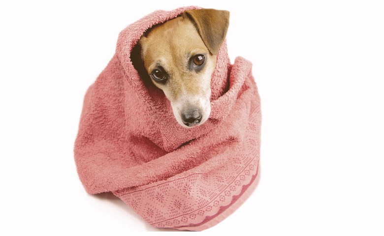 drying dog after bath