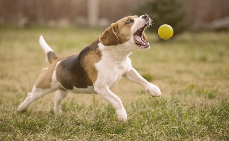 Dog Fetching a ball