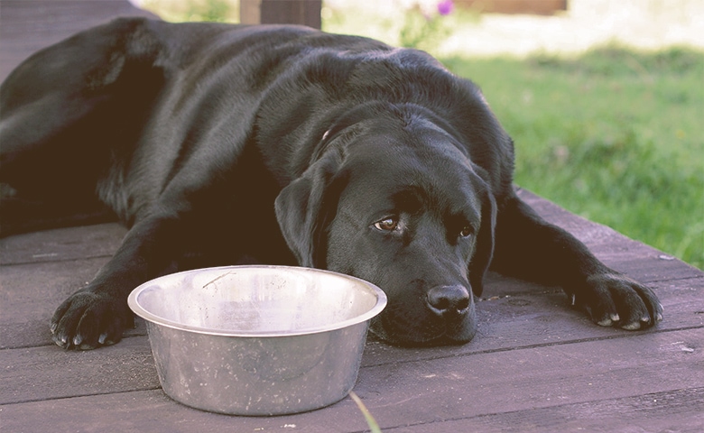 Dog Is No Eating Dog Is No Eating