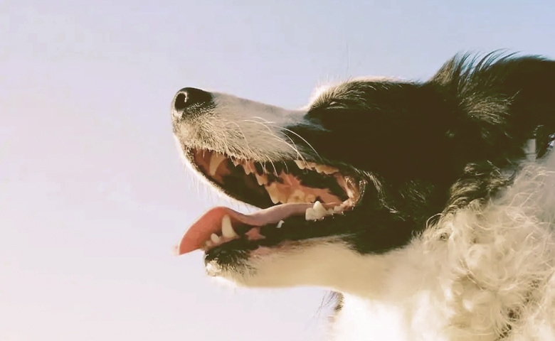 Dog Mouth
