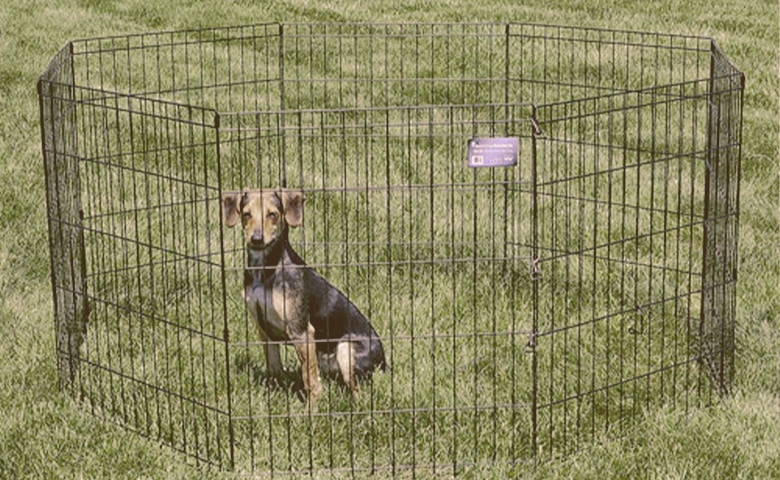 Dog Pen