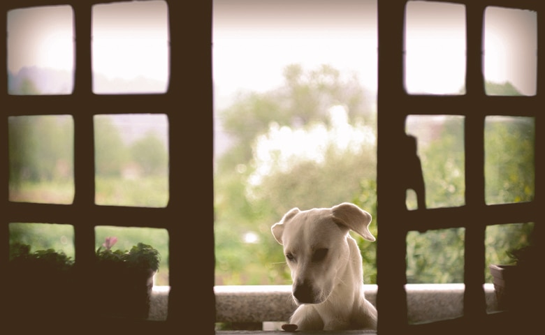 Dog in the open window Dog in the open window