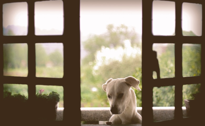 Dog in the open window