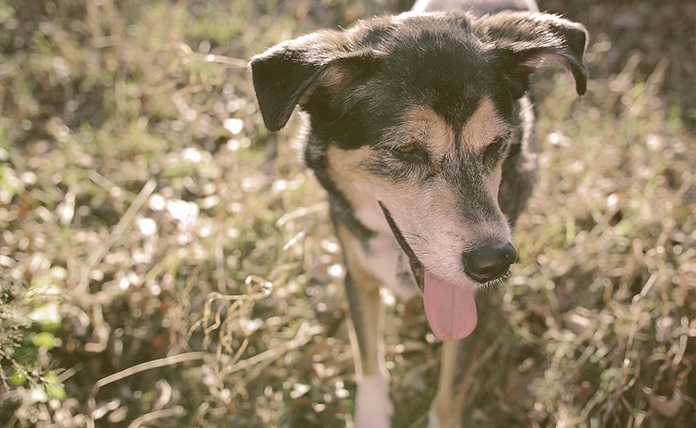 Dog suffering from heat Dog suffering from heat