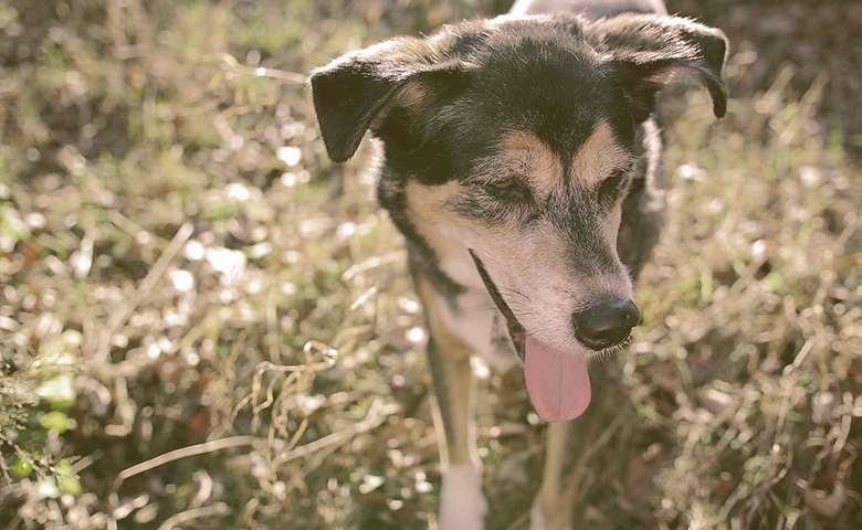 Dog suffering from heat