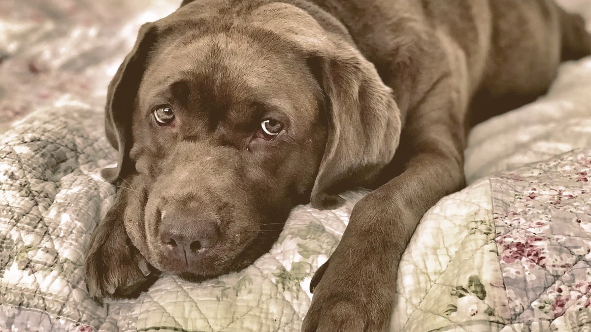 dog with pain