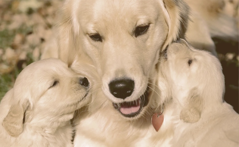 Golden Retriever with puppies