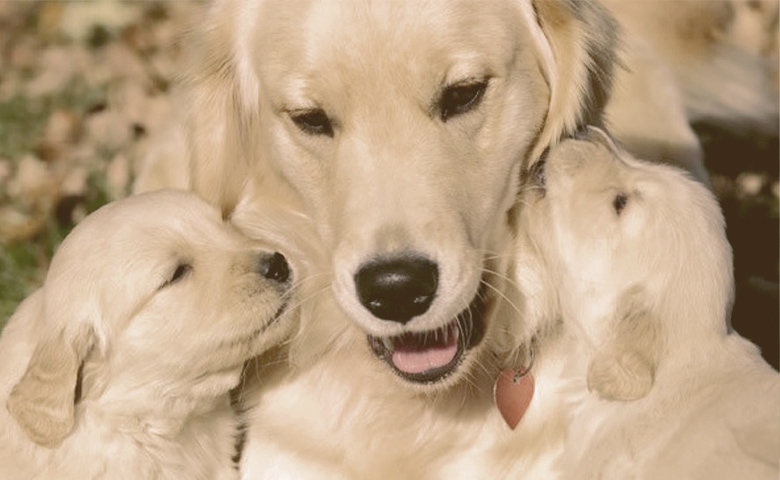 Golden Retriever with puppies Golden Retriever with puppies