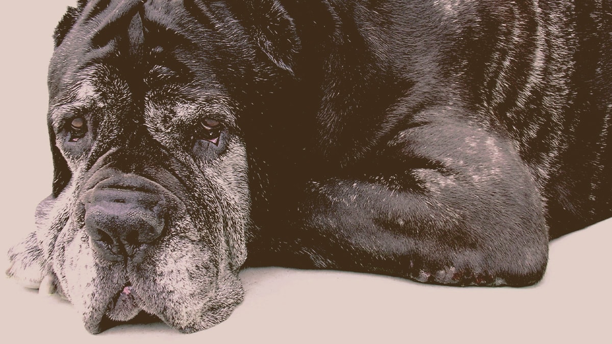 older dog laying down