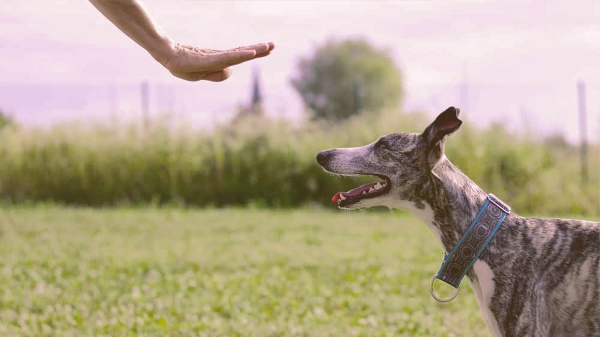 Dog stay