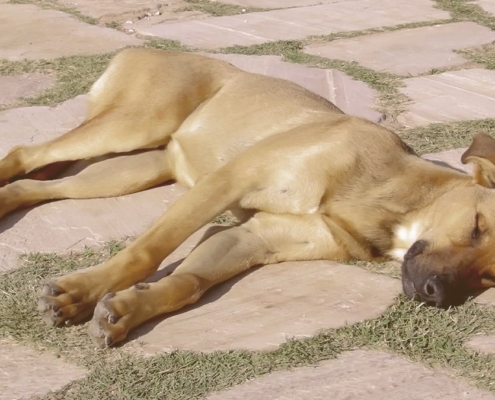 Dog suffering from heat exhaustion